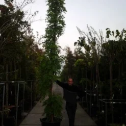 Blauwe Regen (Wisteria Sinensis) 16 Blauwe Regen (Wisteria Sinensis) -Tuin Puur Verkoop 20121012085312 13