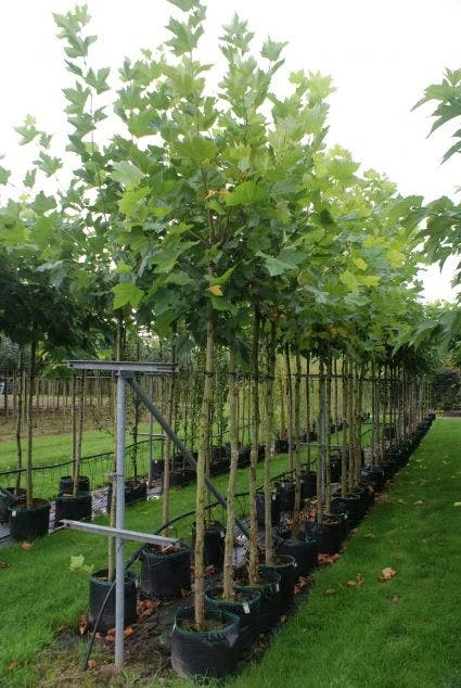 Plataan (Platanus Hispanica) 4 Plataan (Platanus Hispanica) - Afbeelding 2