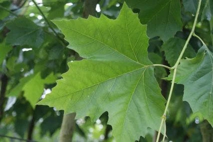 Plataan (Platanus Hispanica) 3 Plataan (Platanus Hispanica)
