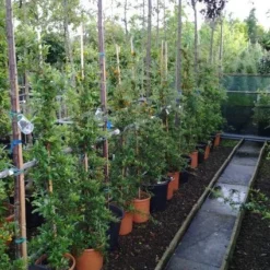 Vuurdoorn (Pyracantha 'Soleil D'Or') 7 Vuurdoorn (Pyracantha 'Soleil D'Or') -Tuin Puur Verkoop 20121017141100 4