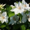Bosrank (Clematis 'Mrs George Jackman') -Tuin Puur Verkoop 20121017155045 1