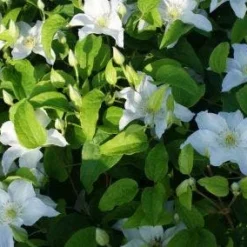 Bosrank (Clematis 'Yukikomachi') 8 Bosrank (Clematis 'Yukikomachi') -Tuin Puur Verkoop 20121017162726 1