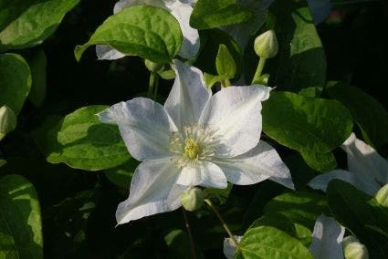 Bosrank (Clematis 'Yukikomachi') 7 Bosrank (Clematis 'Yukikomachi') - Afbeelding 5