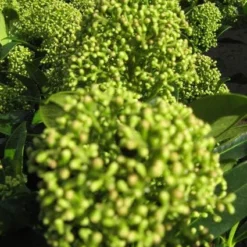 Skimmia (Skimmia Japonica 'Fragrant Cloud') -Tuin Puur Verkoop 20121121145204 2