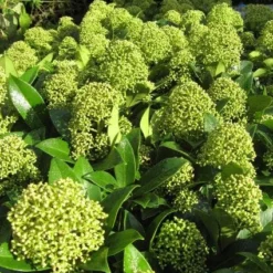 Skimmia (Skimmia Japonica 'Fragrant Cloud') -Tuin Puur Verkoop 20121121145218 2