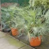 Dwergpalm (Chamaerops Humilis 'Cerifera') -Tuin Puur Verkoop 20121229152133 2