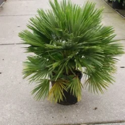 Dwergpalm (Chamaerops Humilis 'Vulcano') -Tuin Puur Verkoop 20121229152912 2