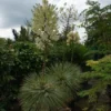 Palmlelie (Yucca Flaccida 'Golden Sword') -Tuin Puur Verkoop 20130121131157 1