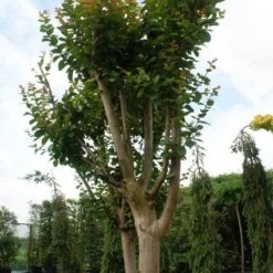 Roze Lagerstroemia Als Boom (Lagerstroemia Indica) 22 Roze Lagerstroemia Als Boom (Lagerstroemia Indica) -Tuin Puur Verkoop 20130121162344 9