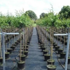 Rode Meidoorn (Crataegus Laevigata 'Paul's Scarlet') 13 Rode Meidoorn (Crataegus Laevigata 'Paul's Scarlet') -Tuin Puur Verkoop 20130214111754 14