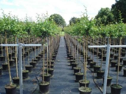 Rode Meidoorn (Crataegus Laevigata 'Paul's Scarlet') 7 Rode Meidoorn (Crataegus Laevigata 'Paul's Scarlet') - Afbeelding 5