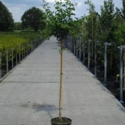 Rode Meidoorn (Crataegus Laevigata 'Paul's Scarlet') 12 Rode Meidoorn (Crataegus Laevigata 'Paul's Scarlet') -Tuin Puur Verkoop 20130214111804 14