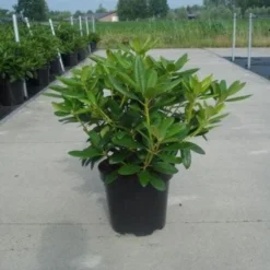 Rhododendron (Rhododendron Catawbiense 'Grandiflorum') 20 Rhododendron (Rhododendron Catawbiense 'Grandiflorum') -Tuin Puur Verkoop 20130214153505 13