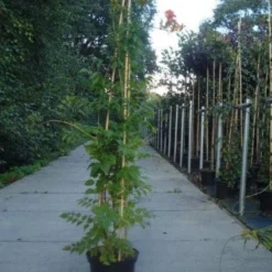 Trompetbloem (Campsis Tagliabuana 'Mme Galen') 14 Trompetbloem (Campsis Tagliabuana 'Mme Galen') -Tuin Puur Verkoop 20130215104653 9