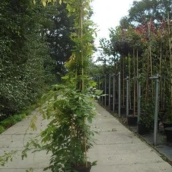 Blauwe Regen (Wisteria Sinensis) 17 Blauwe Regen (Wisteria Sinensis) -Tuin Puur Verkoop 20130215105427 13