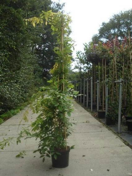 Blauwe Regen (Wisteria Sinensis) 10 Blauwe Regen (Wisteria Sinensis) - Afbeelding 8