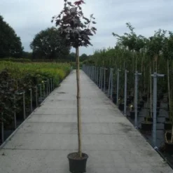 Noorse Esdoorn (Acer Platanoides 'Crimson Sentry') -Tuin Puur Verkoop 20130215113157 12