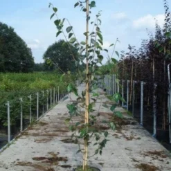 Witte Berk (Betula Utilis 'Doorenbos') -Tuin Puur Verkoop 20130215114133 14