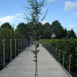 Rode Meidoorn (Crataegus Laevigata 'Paul's Scarlet') 11 Rode Meidoorn (Crataegus Laevigata 'Paul's Scarlet') -Tuin Puur Verkoop 20130215114625 14