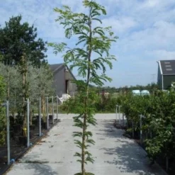 Geelbladige Christusdoorn (Gleditsia Triacanthos 'Sunburst') -Tuin Puur Verkoop 20130215114936 13