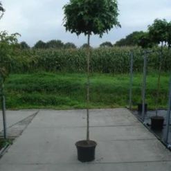 Amberboom (Liquidambar 'Gum Ball') 24 Amberboom (Liquidambar 'Gum Ball') -Tuin Puur Verkoop 20130215115135 10