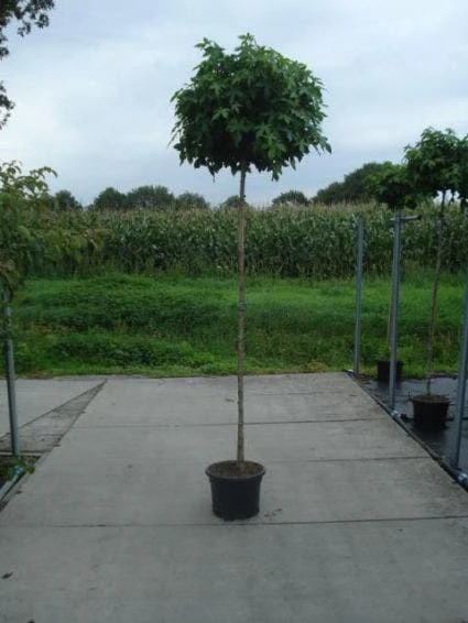 Amberboom (Liquidambar 'Gum Ball') 6 Amberboom (Liquidambar 'Gum Ball') - Afbeelding 4