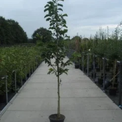 Beverboom (Magnolia Kobus) 14 Beverboom (Magnolia Kobus) -Tuin Puur Verkoop 20130215115339 7