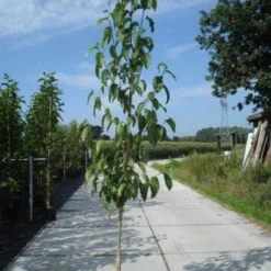 Beverboom (Magnolia Kobus) 15 Beverboom (Magnolia Kobus) -Tuin Puur Verkoop 20130215115408 19