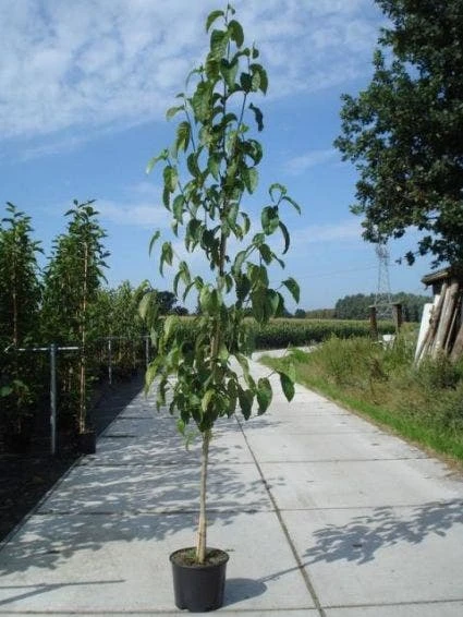 Beverboom (Magnolia Kobus) 7 Beverboom (Magnolia Kobus) - Afbeelding 5