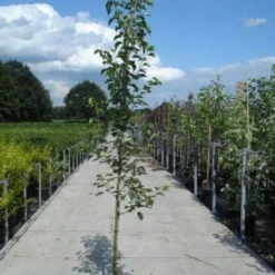 Chinese Sierpeer (Pyrus Calleryana 'Chanticleer') 16 Chinese Sierpeer (Pyrus Calleryana 'Chanticleer') -Tuin Puur Verkoop 20130215115633 19