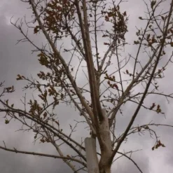 Roze Lagerstroemia Als Boom (Lagerstroemia Indica) 25 Roze Lagerstroemia Als Boom (Lagerstroemia Indica) -Tuin Puur Verkoop 20130522141211 8