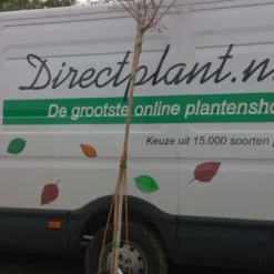 Roze Lagerstroemia Als Boom (Lagerstroemia Indica) 24 Roze Lagerstroemia Als Boom (Lagerstroemia Indica) -Tuin Puur Verkoop 20130522141225 8