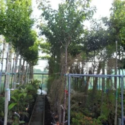 Japanse Sierkers (Prunus Serrulata 'Kanzan') 14 Japanse Sierkers (Prunus Serrulata 'Kanzan') -Tuin Puur Verkoop 20130703100803 16