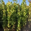 Druif (Vitis Vinifera 'Alphonse Lavalle') 2 Druif (Vitis Vinifera 'Alphonse Lavalle') -Tuin Puur Verkoop 20180920 joha ord t2 335 1