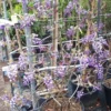 Blauwe Regen Als Leivorm (Wisteria Brachybotrys 'Yokohama Fuji') -Tuin Puur Verkoop 20190507 113255 resized