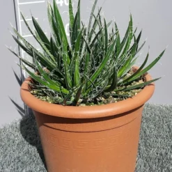 Winterharde Agave (Agave Shidigera) 8 Winterharde Agave (Agave Shidigera) -Tuin Puur Verkoop 20190628 114010 resized