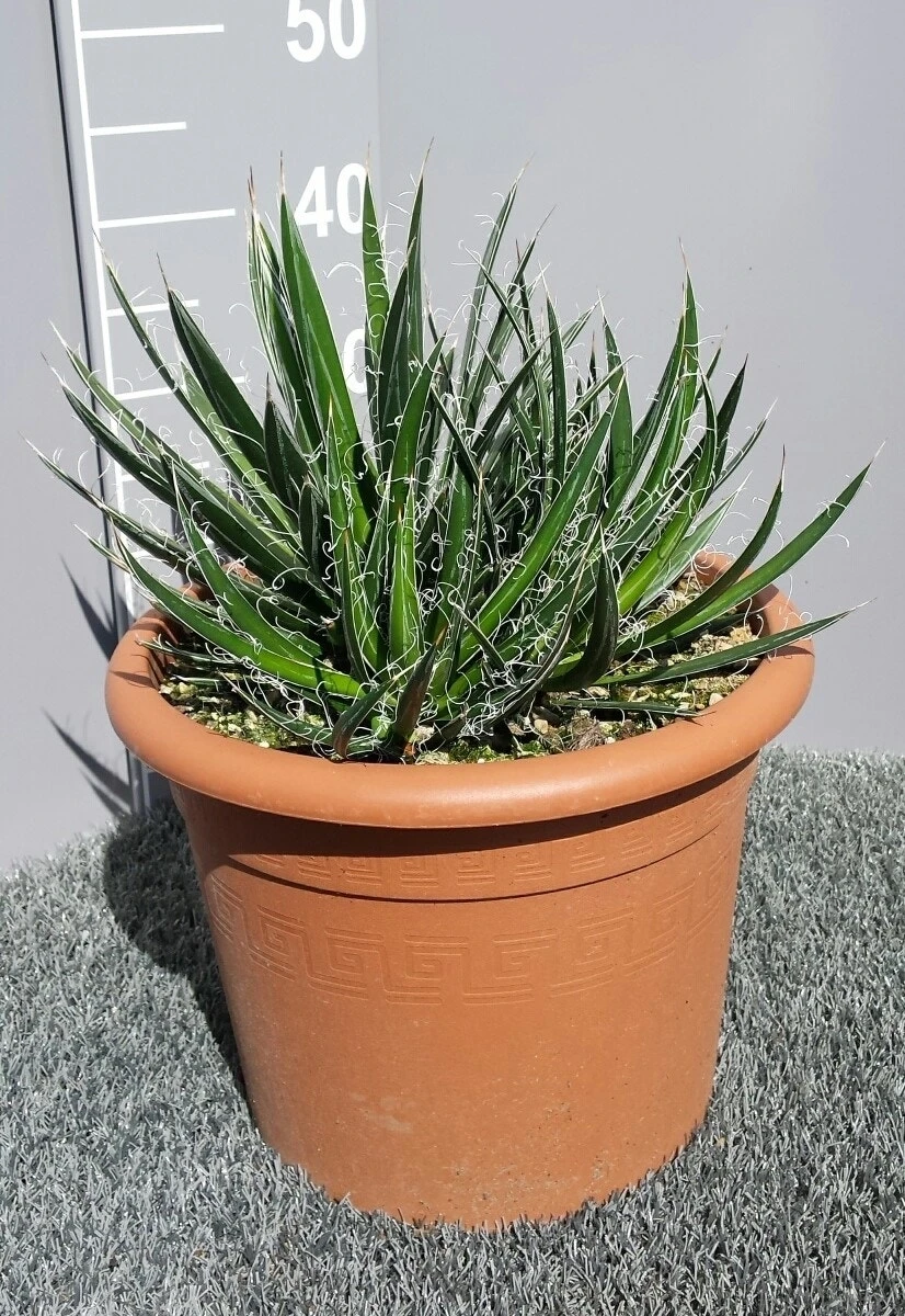 Winterharde Agave (Agave Shidigera) 5 Winterharde Agave (Agave Shidigera) - Afbeelding 3