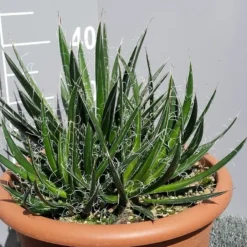 Winterharde Agave (Agave Shidigera) 9 Winterharde Agave (Agave Shidigera) -Tuin Puur Verkoop 20190628 114021 resized