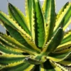 Winterharde Agave (Agave Lophanta 'Quadricolor') 1 Winterharde Agave (Agave Lophanta 'Quadricolor') -Tuin Puur Verkoop 20190628 114416 resized