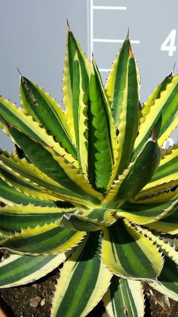 Winterharde Agave (Agave Lophanta 'Quadricolor') 3 Winterharde Agave (Agave Lophanta 'Quadricolor')