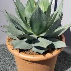 Winterharde Agave (Agave Ovalifolia) -Tuin Puur Verkoop 20190628 114503 resized