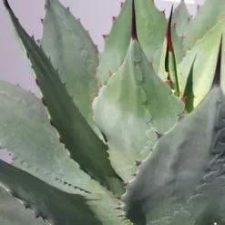 Winterharde Agave (Agave Ovalifolia) -Tuin Puur Verkoop 20190628 114523 resized