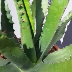 Winterharde Agave (Agave 'Gentryi Jaws') 9 Winterharde Agave (Agave 'Gentryi Jaws') -Tuin Puur Verkoop 20190628 114632 resized