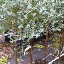 Eucalyptus Op Stam (Eucalyptus Gunnii) 10 Eucalyptus Op Stam (Eucalyptus Gunnii) -Tuin Puur Verkoop 20190712 152539