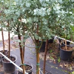 Eucalyptus Op Stam (Eucalyptus Gunnii) 11 Eucalyptus Op Stam (Eucalyptus Gunnii) -Tuin Puur Verkoop 20190712 152604