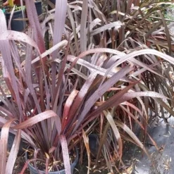 Nieuw Zeelands Vlas (Phormium Tenax 'Purpureum') -Tuin Puur Verkoop 20190712 152646