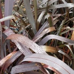 Nieuw Zeelands Vlas (Phormium Tenax 'Purpureum') -Tuin Puur Verkoop 20190712 152706