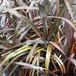 Nieuw Zeelands Vlas (Phormium Tenax 'Purpureum') -Tuin Puur Verkoop 20190712 152733