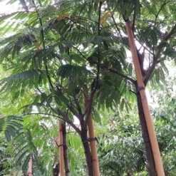 Perzische Slaapboom (Albizia Julibrissin 'Ombrella') 23 Perzische Slaapboom (Albizia Julibrissin 'Ombrella') -Tuin Puur Verkoop 20190712 160716 1