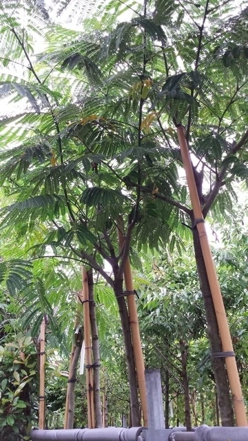 Perzische Slaapboom (Albizia Julibrissin 'Ombrella') 12 Perzische Slaapboom (Albizia Julibrissin 'Ombrella') - Afbeelding 10